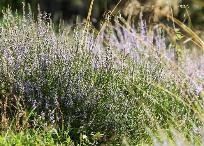 0339-romo-a-hveyselsvej-32 Tatil Evi